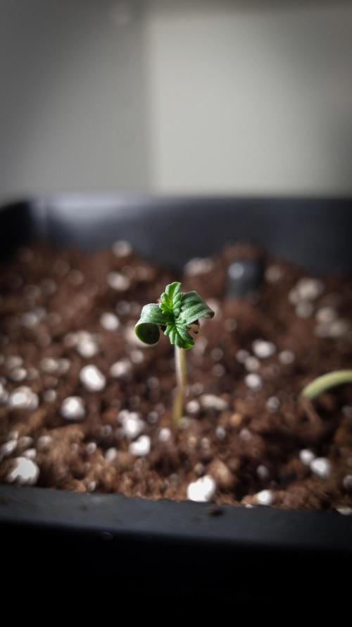 Grandpa Zombie IZI seeds SOIL. Week 0 - Seedling