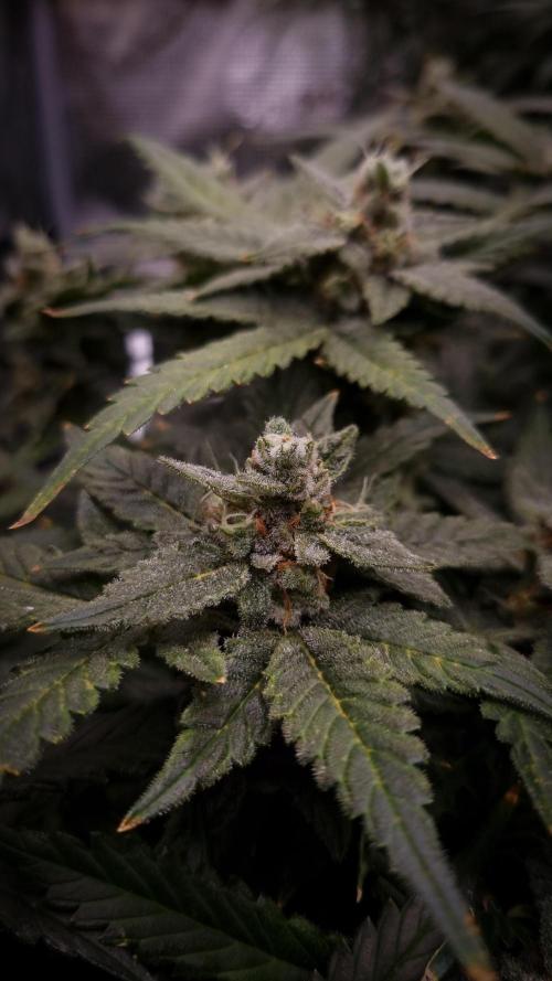 Studio 54 Stardust Auto Sweet Seeds NFT. Week 14 - Harvest