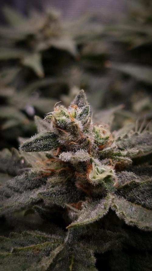 Studio 54 Stardust Auto Sweet Seeds NFT. Week 14 - Harvest