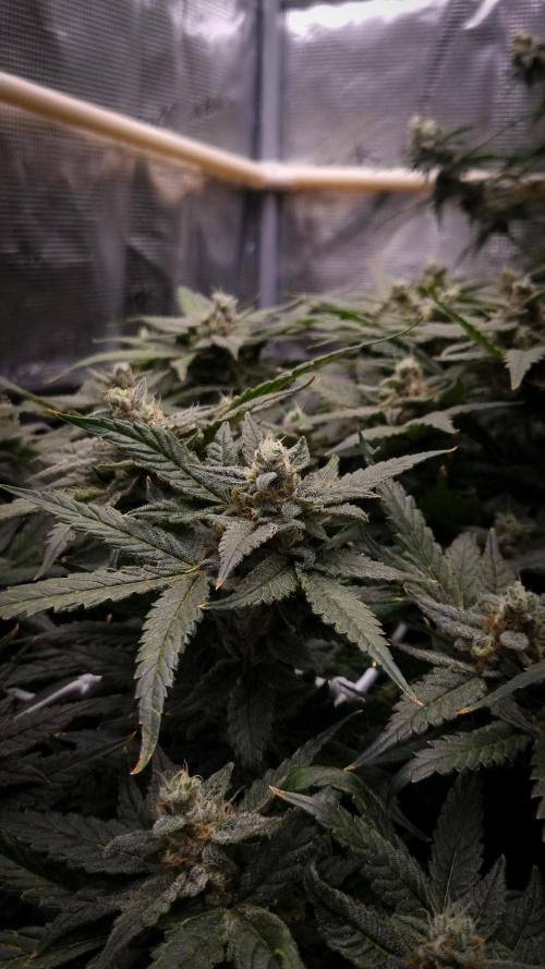 Studio 54 Stardust Auto Sweet Seeds NFT. Week 14 - Harvest