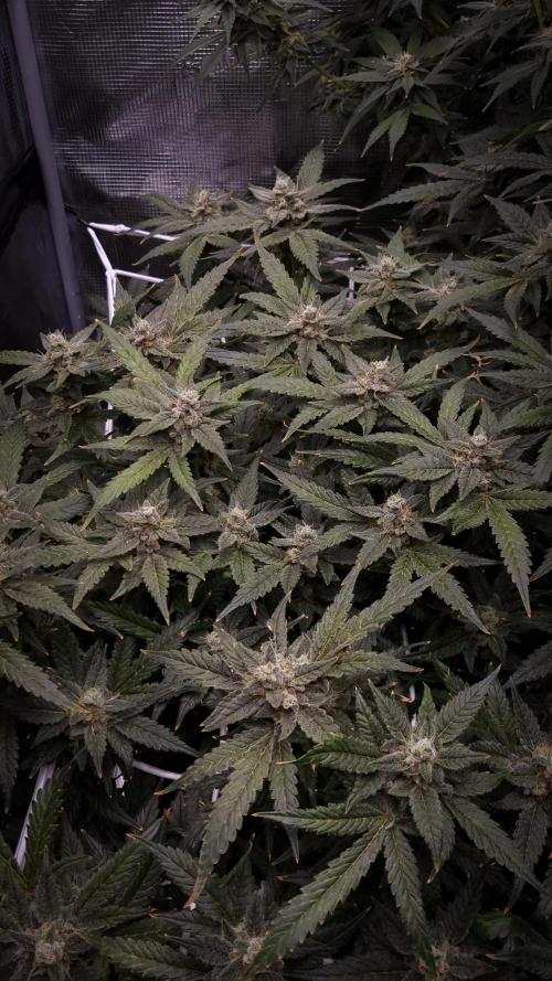 Studio 54 Stardust Auto Sweet Seeds NFT. Week 14 - Harvest
