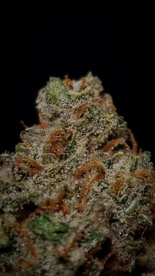 Studio 54 Stardust Auto Sweet Seeds NFT. Week 14 - Dry