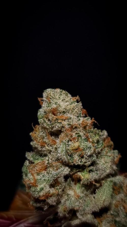 Studio 54 Stardust Auto Sweet Seeds NFT. Week 14 - Dry