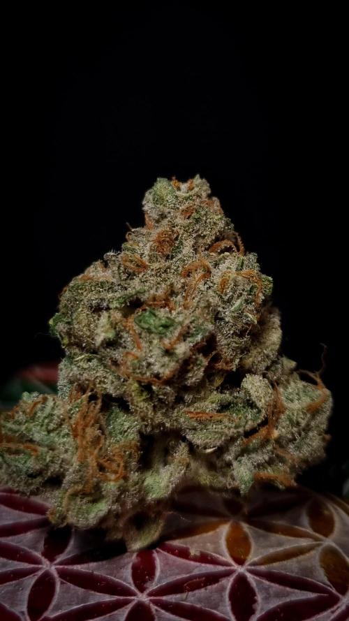 Studio 54 Stardust Auto Sweet Seeds NFT. Week 14 - Dry