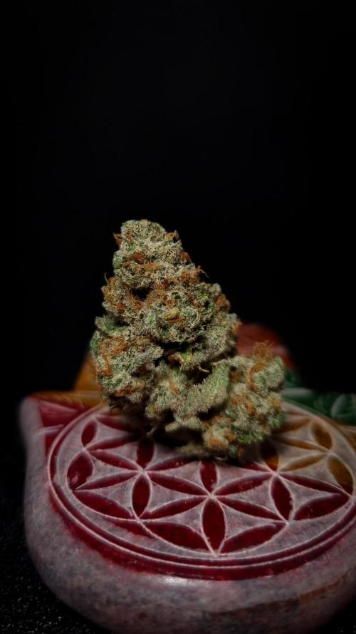 Studio 54 Stardust Auto Sweet Seeds NFT. Week 14 - Dry