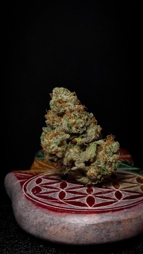 Studio 54 Stardust Auto Sweet Seeds NFT. Week 14 - Dry