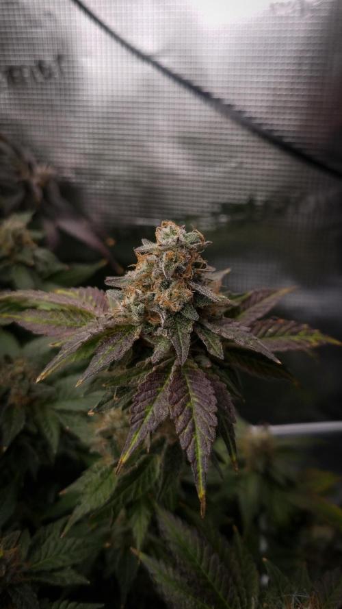 Garlic Cookies Pureinstinto NFT. Week 16 - Day 63