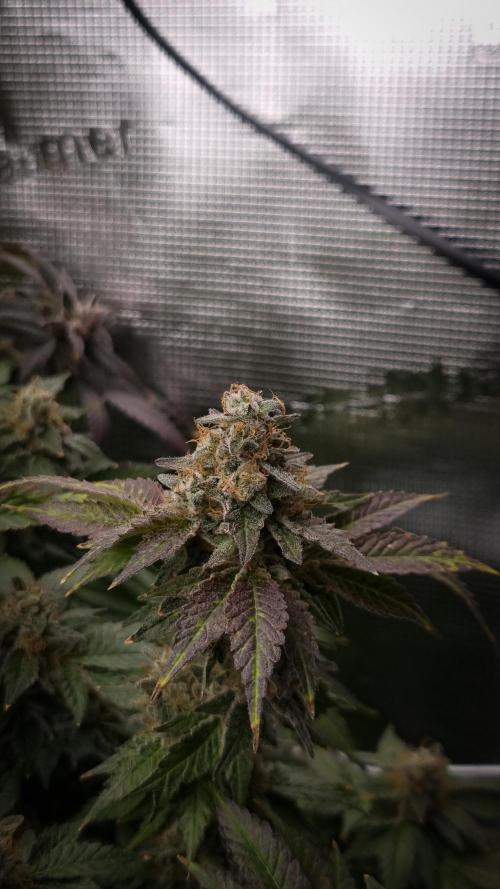 Garlic Cookies Pureinstinto NFT. Week 16 - Day 63