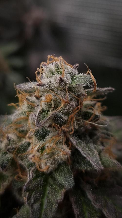 Garlic Cookies Pureinstinto NFT. Week 16 - Day 63