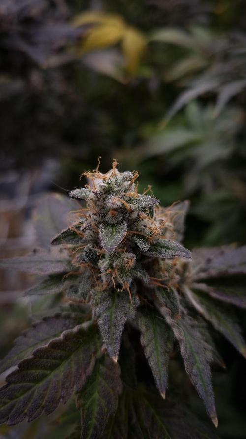 Garlic Cookies Pureinstinto NFT. Week 16 - Day 63