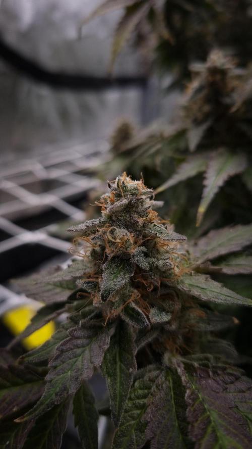 Garlic Cookies Pureinstinto NFT. Week 16 - Day 63