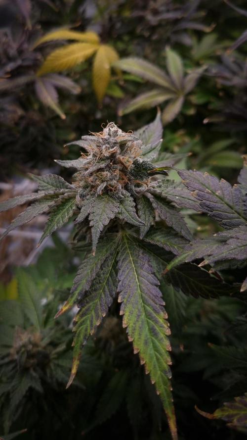 Garlic Cookies Pureinstinto NFT. Week 16 - Day 63