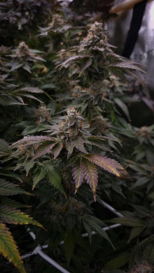 Garlic Cookies Pureinstinto NFT. Week 16 - Day 63