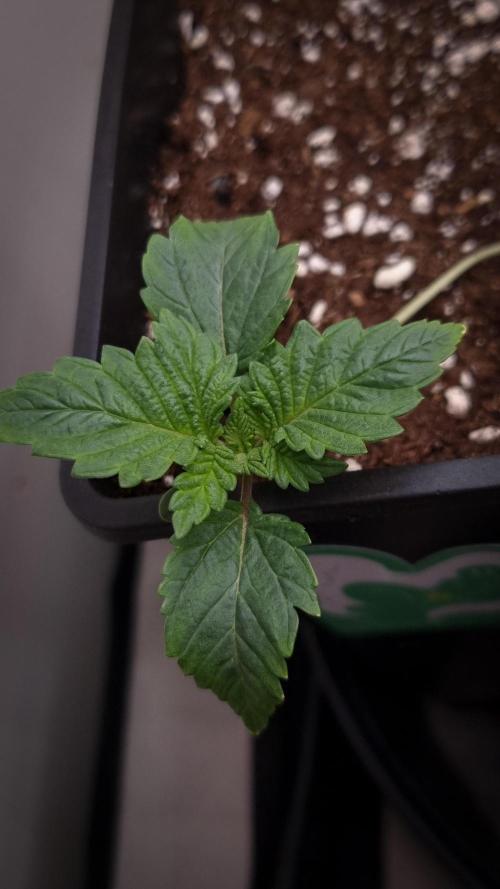 Grandpa Zombie IZI seeds SOIL. Week 1 - Day 7