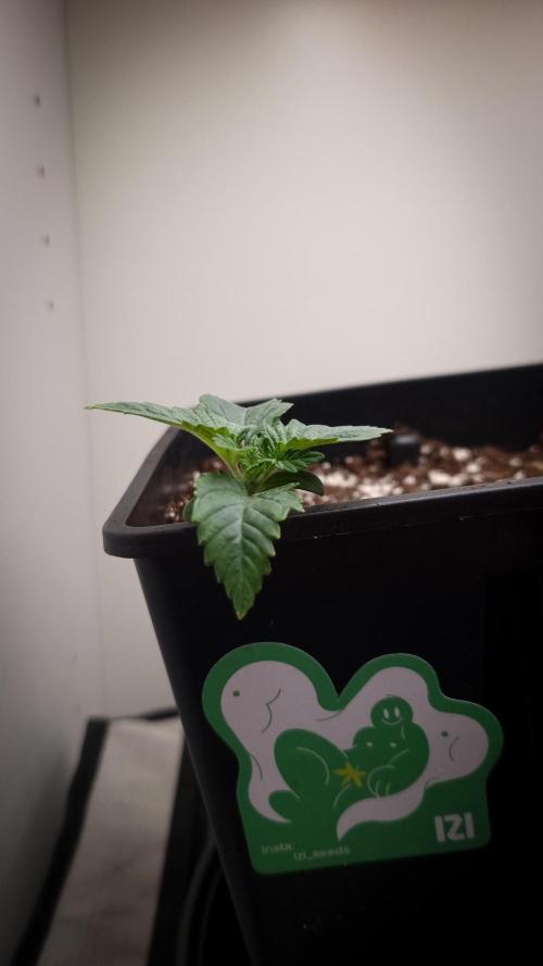 Grandpa Zombie IZI seeds SOIL. Week 1 - Day 7