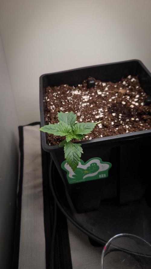 Grandpa Zombie IZI seeds SOIL. Week 1 - Day 7