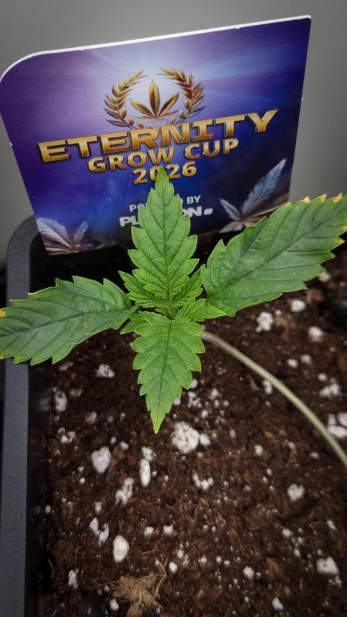 Sticky Broccoli Zamnesia SOIL. Week 1 - Day 7