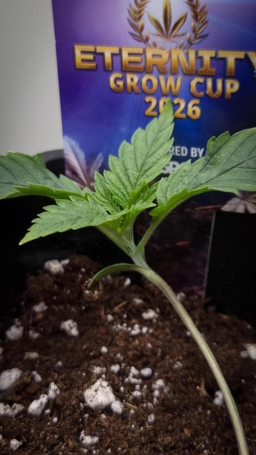 Sticky Broccoli Zamnesia SOIL. Week 1 - Day 7