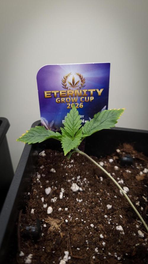 Sticky Broccoli Zamnesia SOIL. Week 1 - Day 7