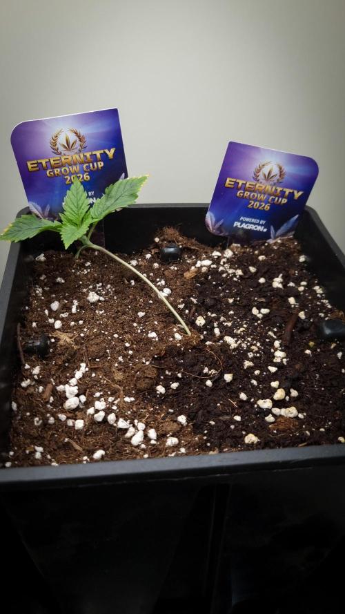 Sticky Broccoli Zamnesia SOIL. Week 1 - Day 7