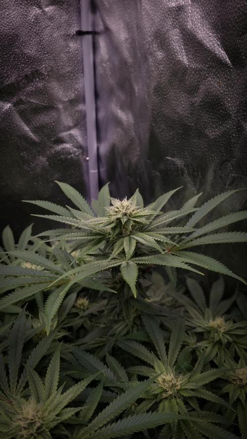 Sherbelato Cake #2 Dutch Passion SOIL. Week 13 - Day 28