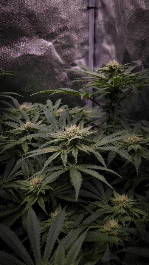 Sherbelato Cake #2 Dutch Passion SOIL. Week 13 - Day 28