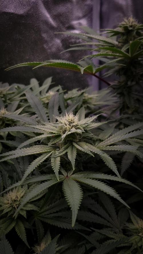 Sherbelato Cake #2 Dutch Passion SOIL. Week 13 - Day 28