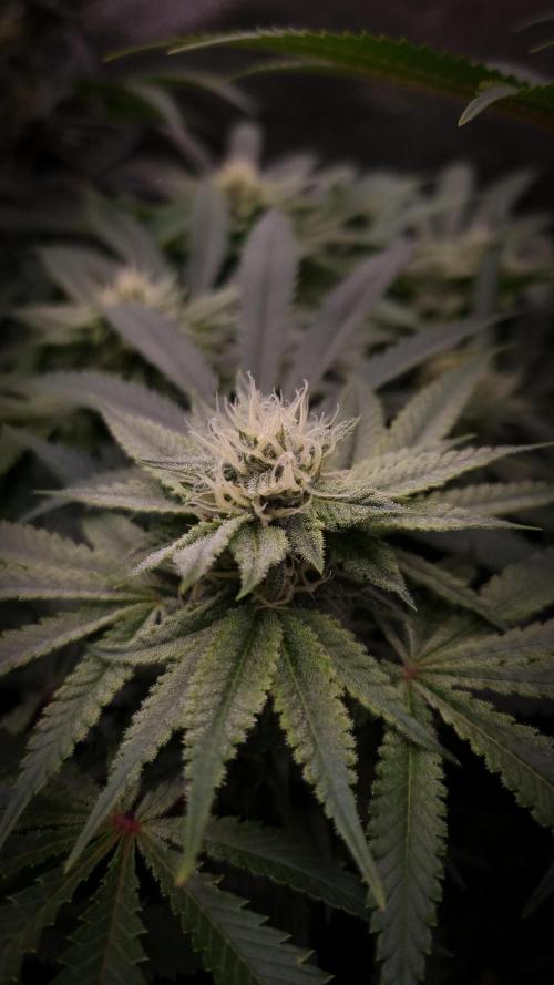 Sherbelato Cake #2 Dutch Passion SOIL. Week 13 - Day 28