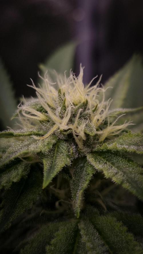 Sherbelato Cake #2 Dutch Passion SOIL. Week 13 - Day 28