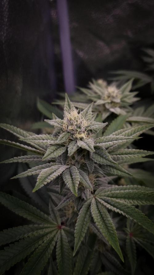 Midnight Candy HappyPlant420 SOIL. Week 13 - Day 28