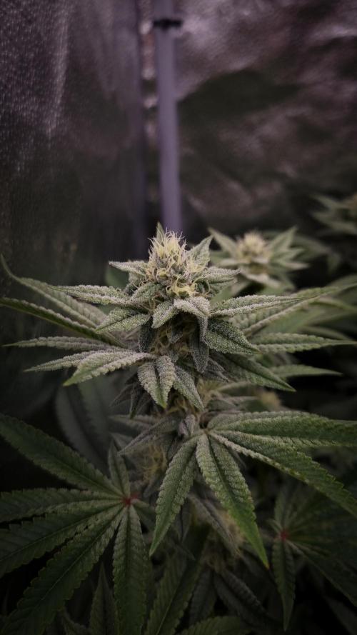 Midnight Candy HappyPlant420 SOIL. Week 13 - Day 28