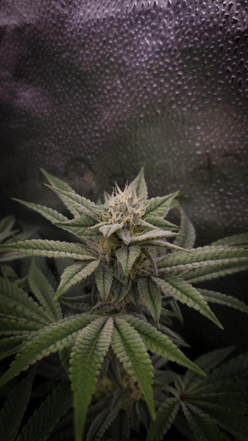 Midnight Candy HappyPlant420 SOIL. Week 13 - Day 28