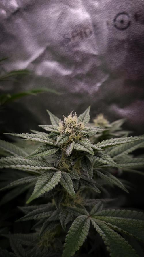 Midnight Candy HappyPlant420 SOIL. Week 13 - Day 28