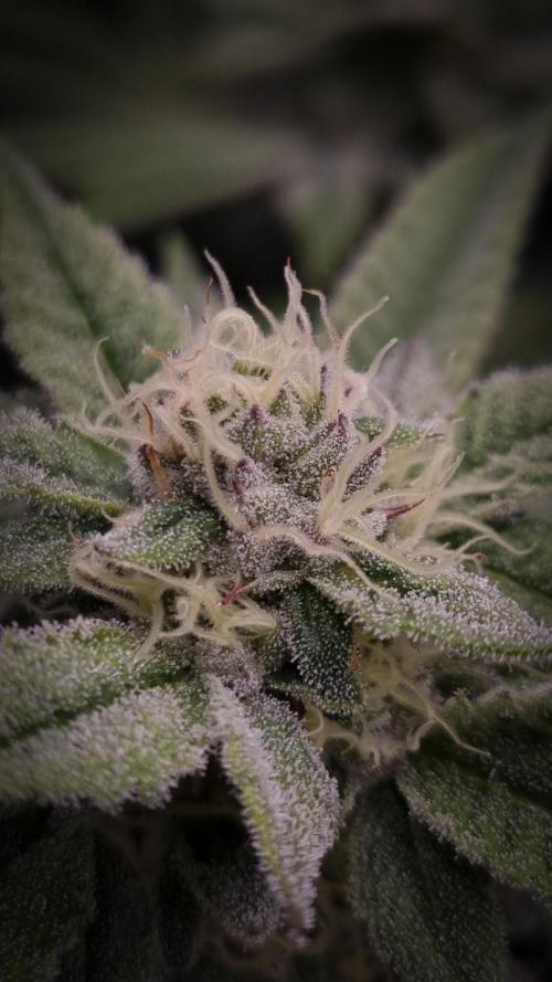 Midnight Candy HappyPlant420 SOIL. Week 13 - Day 28