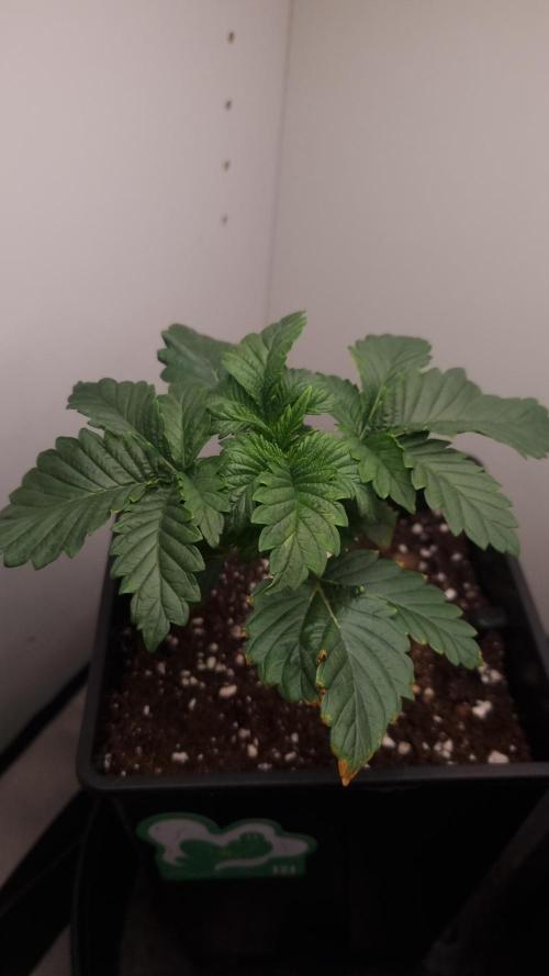 Grandpa Zombie IZI seeds SOIL. Week 2 - Day 14