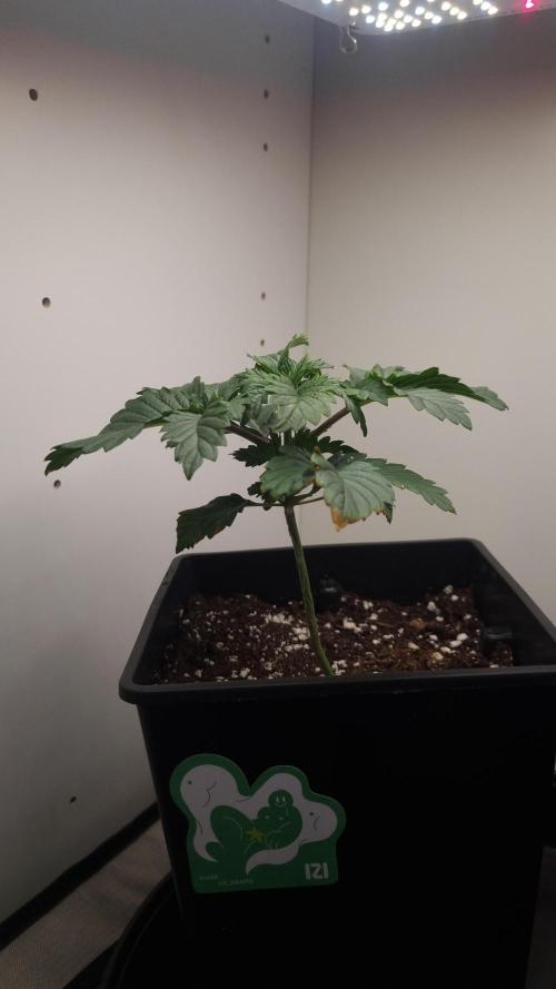 Grandpa Zombie IZI seeds SOIL. Week 2 - Day 14