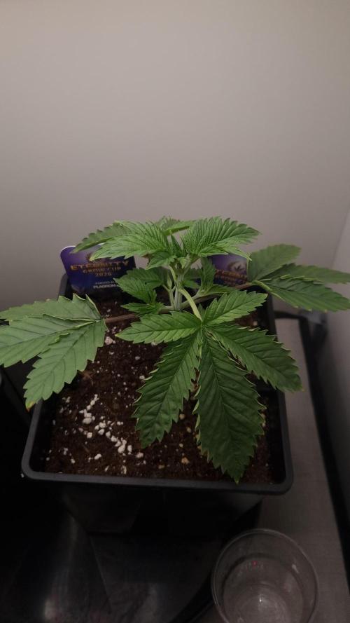 Sticky Broccoli Zamnesia SOIL. Week 2 - Day 14