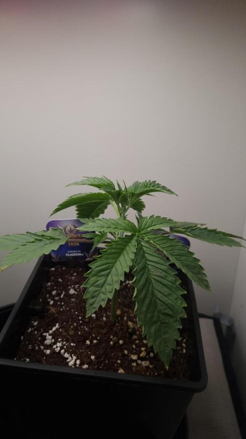 Sticky Broccoli Zamnesia SOIL. Week 2 - Day 14