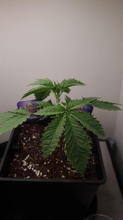 Sticky Broccoli Zamnesia SOIL. Week 2 - Day 14