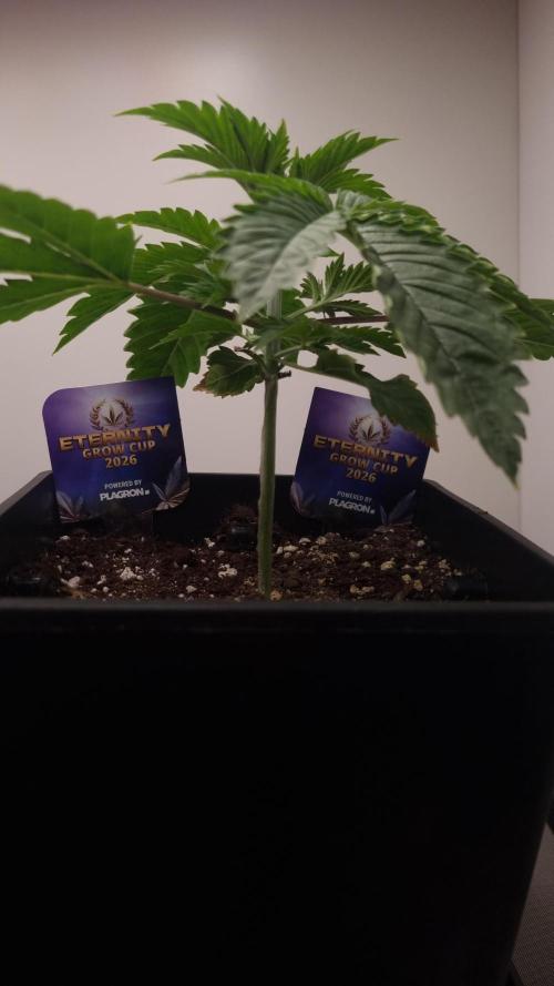 Sticky Broccoli Zamnesia SOIL. Week 2 - Day 14