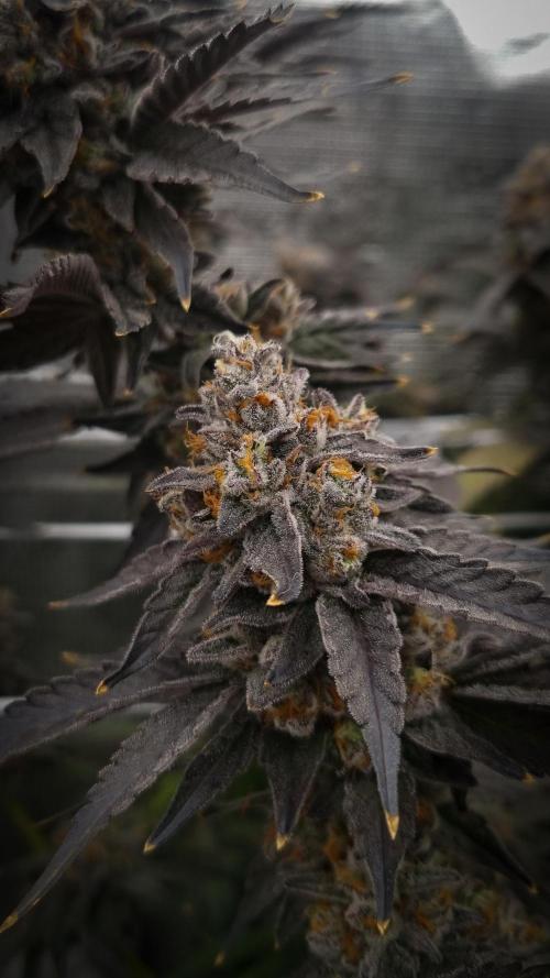 Papayton Fastbuds NFT. Week 16 - Harvest