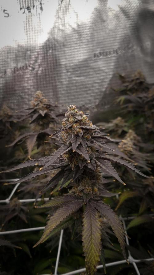 Papayton Fastbuds NFT. Week 16 - Harvest