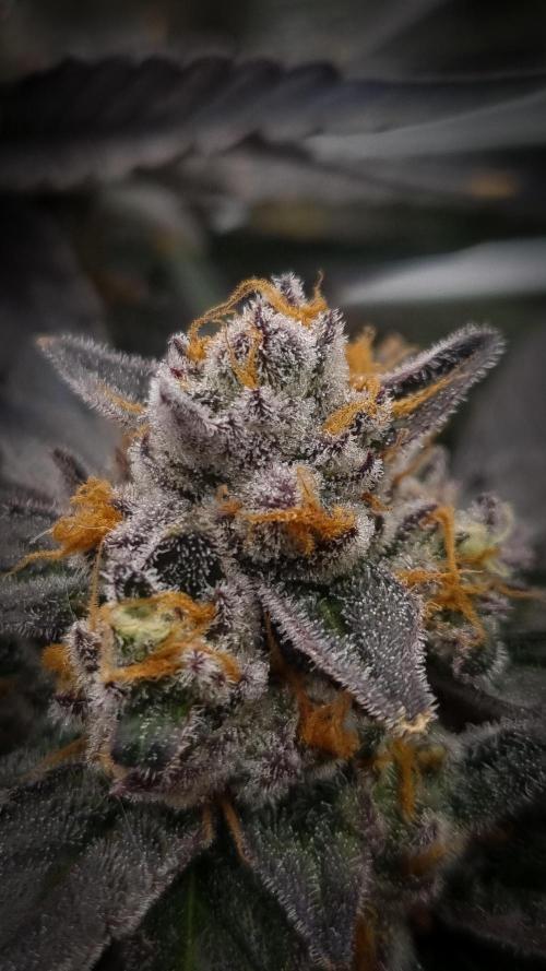 Papayton Fastbuds NFT. Week 16 - Harvest