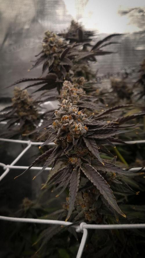 Papayton Fastbuds NFT. Week 16 - Harvest