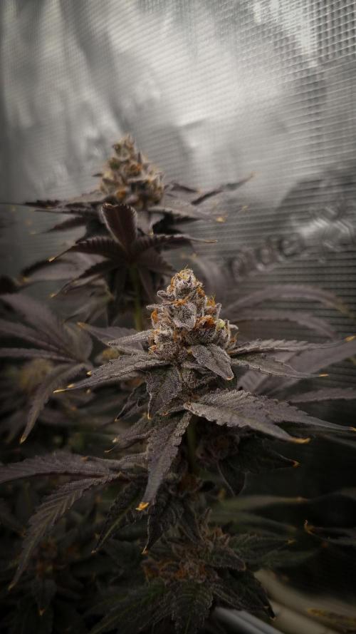 Papayton Fastbuds NFT. Week 16 - Harvest