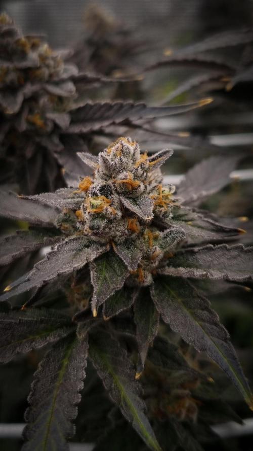 Papayton Fastbuds NFT. Week 16 - Harvest