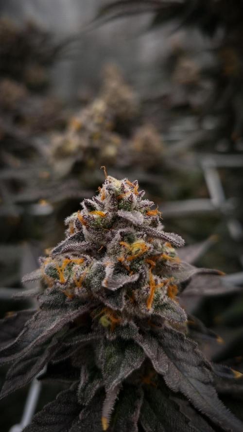 Papayton Fastbuds NFT. Week 16 - Harvest