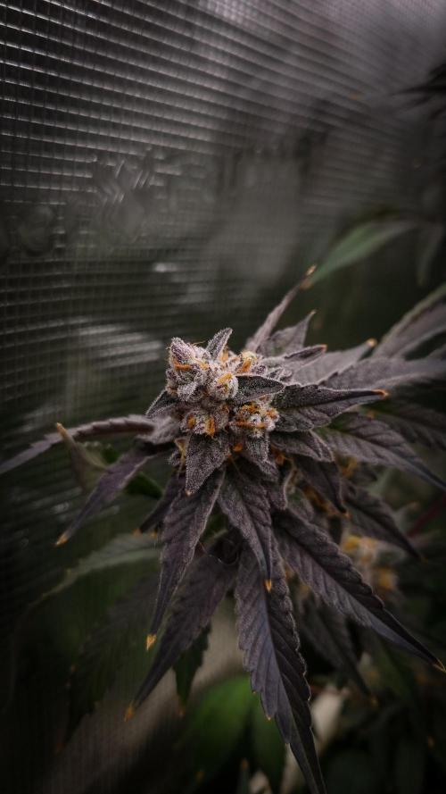 Papayton Fastbuds NFT. Week 16 - Harvest