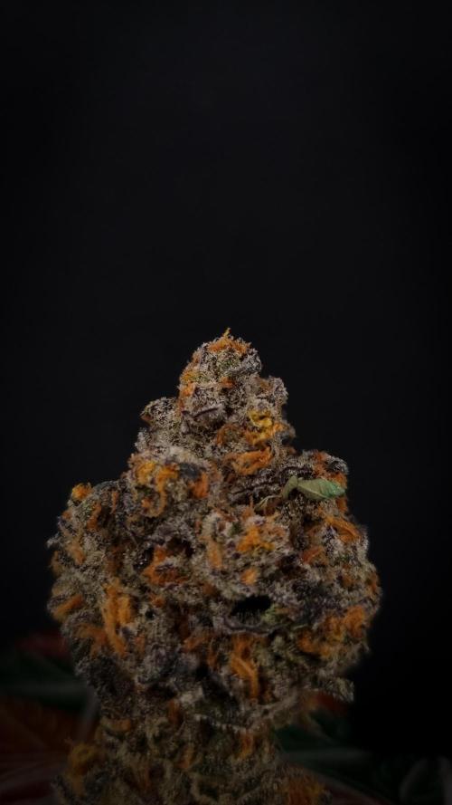 Papayton Fastbuds NFT. Week 16 - Cured