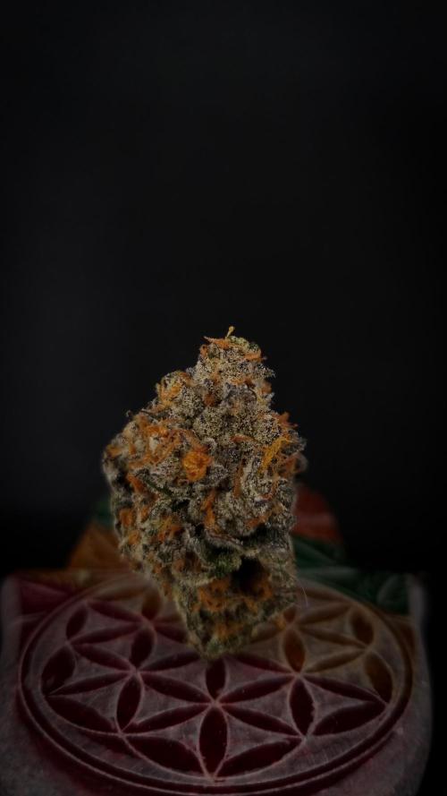 Papayton Fastbuds NFT. Week 16 - Cured